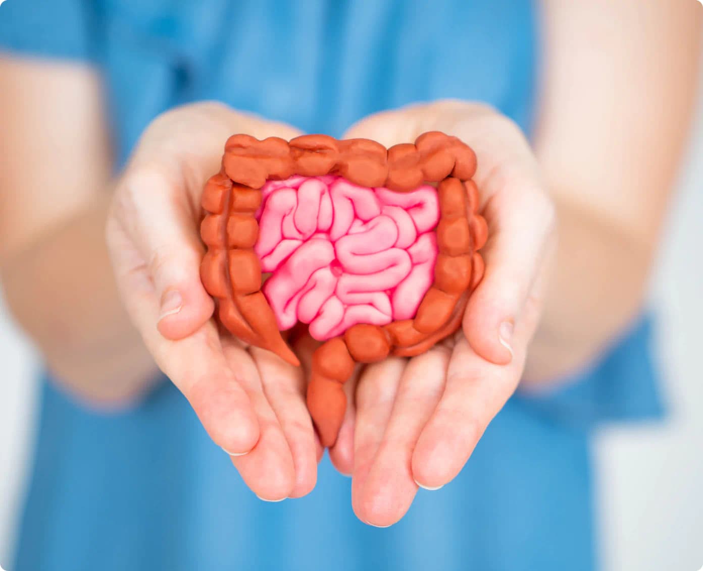 Person holding a model of the digestive system in cupped hands.