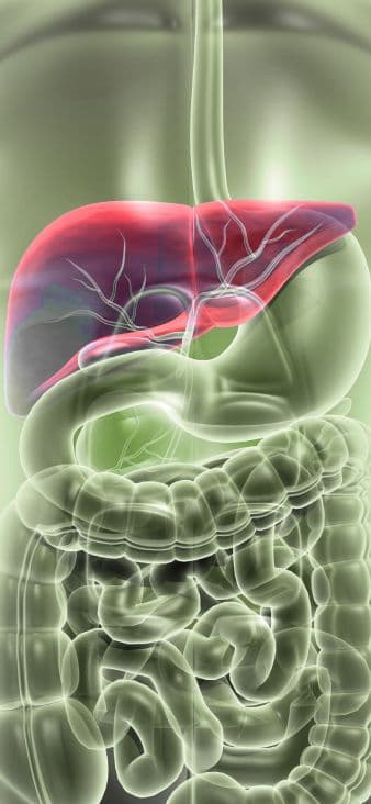 Liver 360 illustration